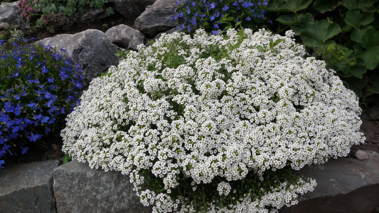 Красивые цветы алиссум на поляне