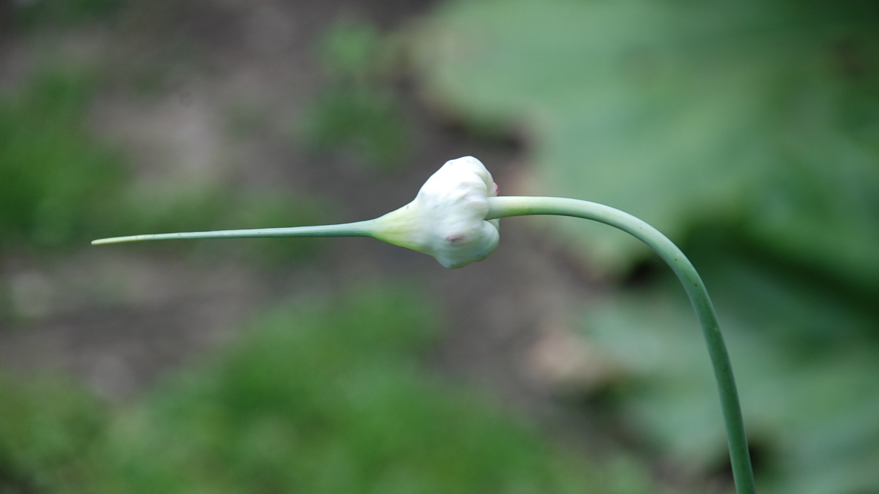 На поляне красивые цветы нектароскордум 