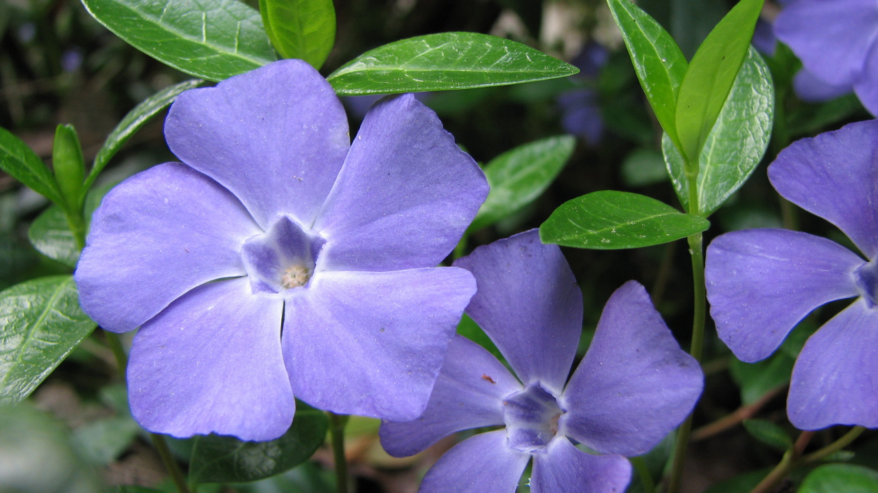 На поляне красивые цветы барвинок