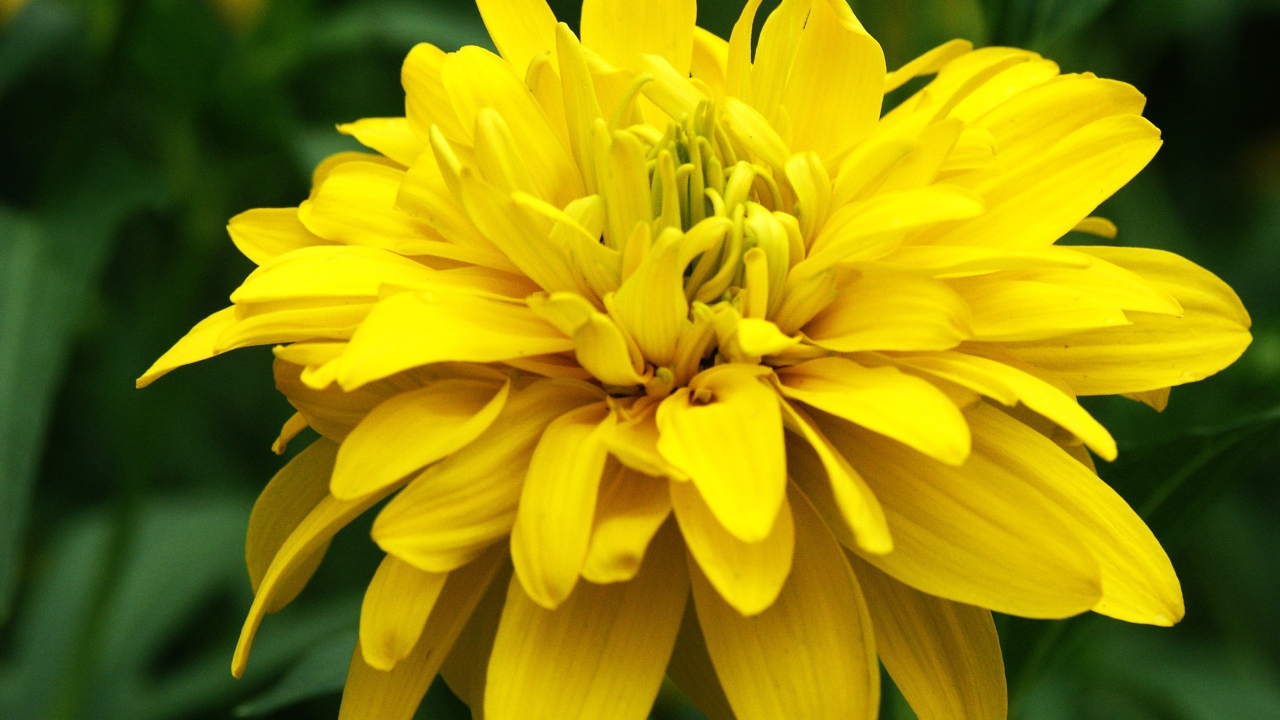 Красивые цветы рудбекия на поляне