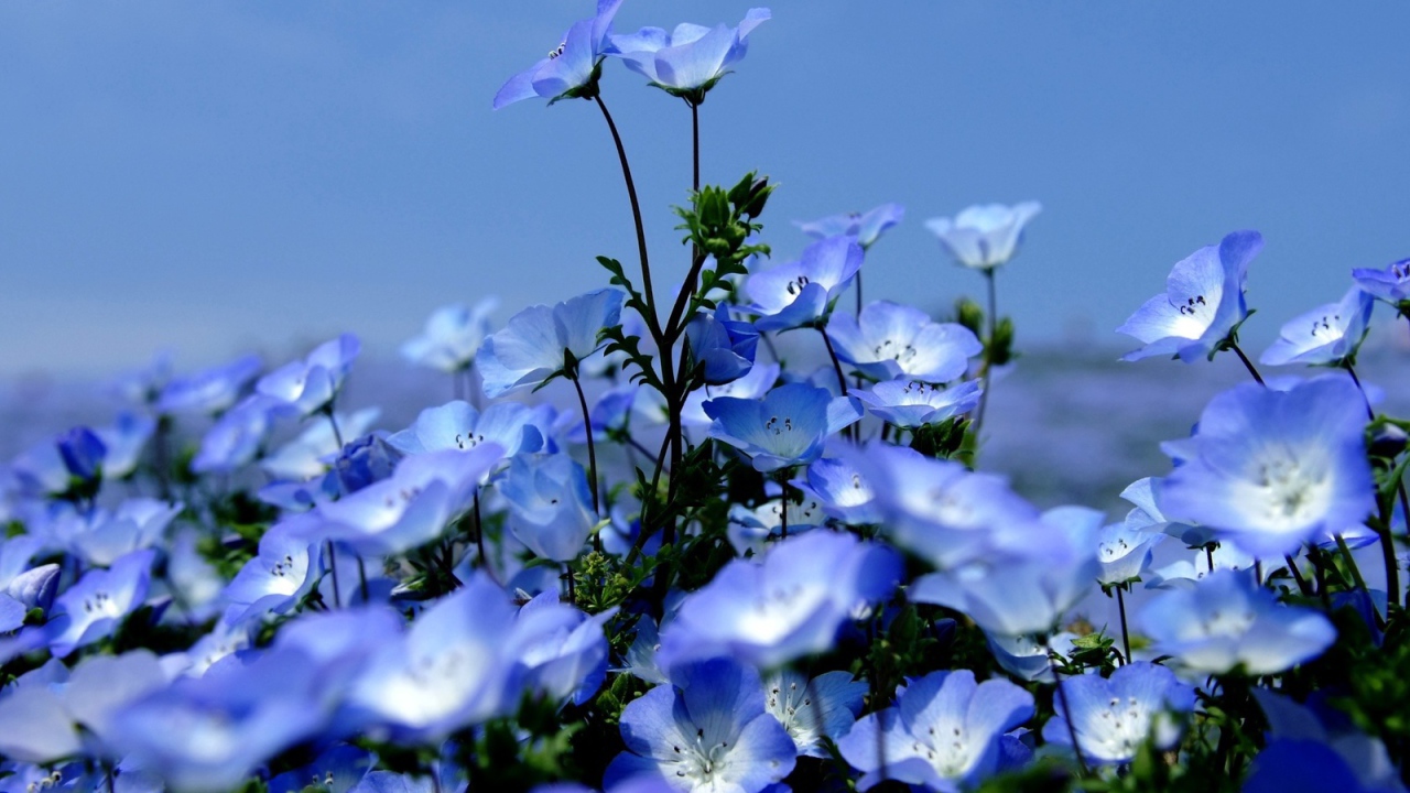 На поляне красивые цветы вероника