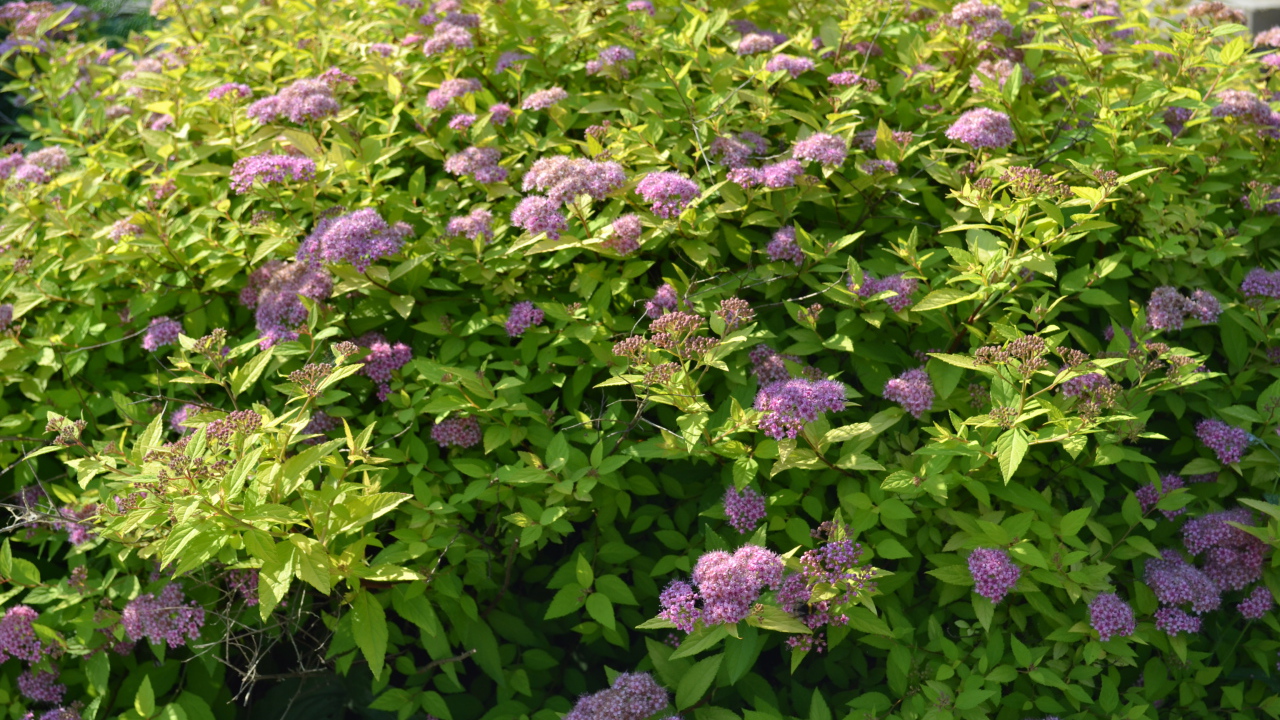 Красивые цветы спирея на поляне