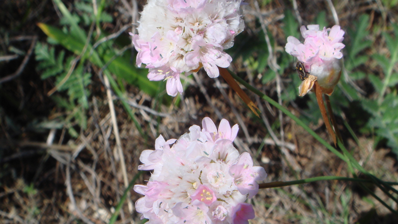 На поляне красивые цветы армерия