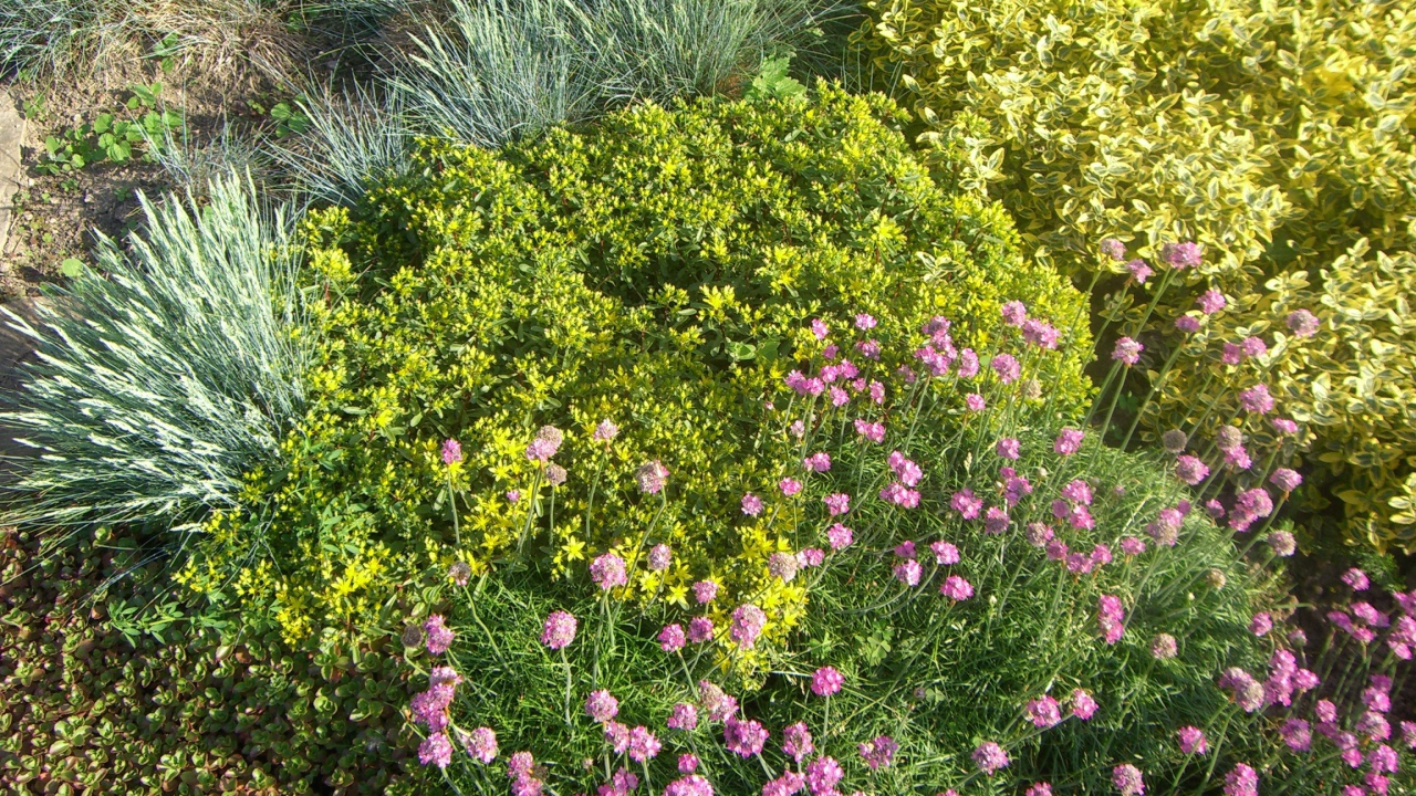 Красивые цветы армерия на поляне