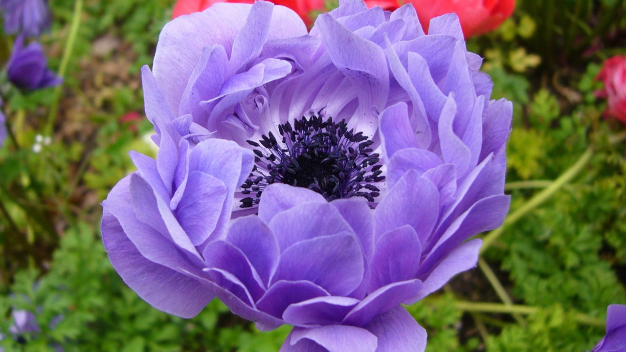 На поляне красивые цветы анемона