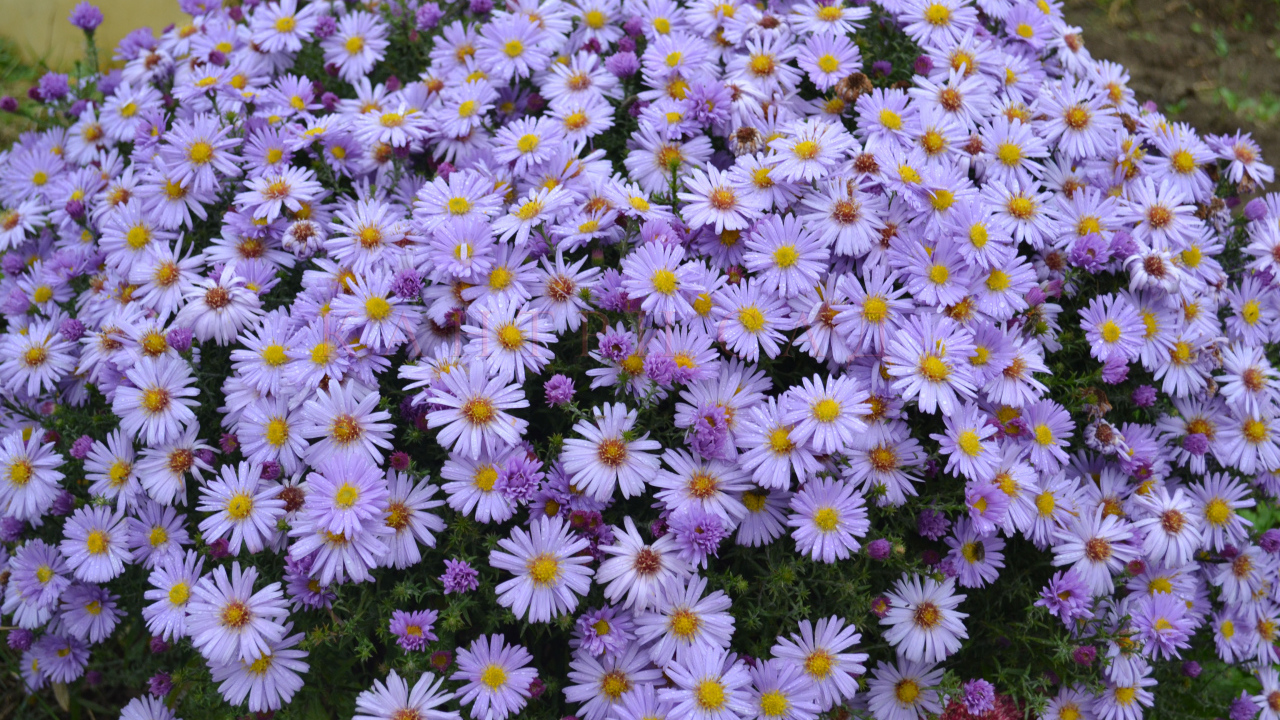 На поляне красивые цветы астра