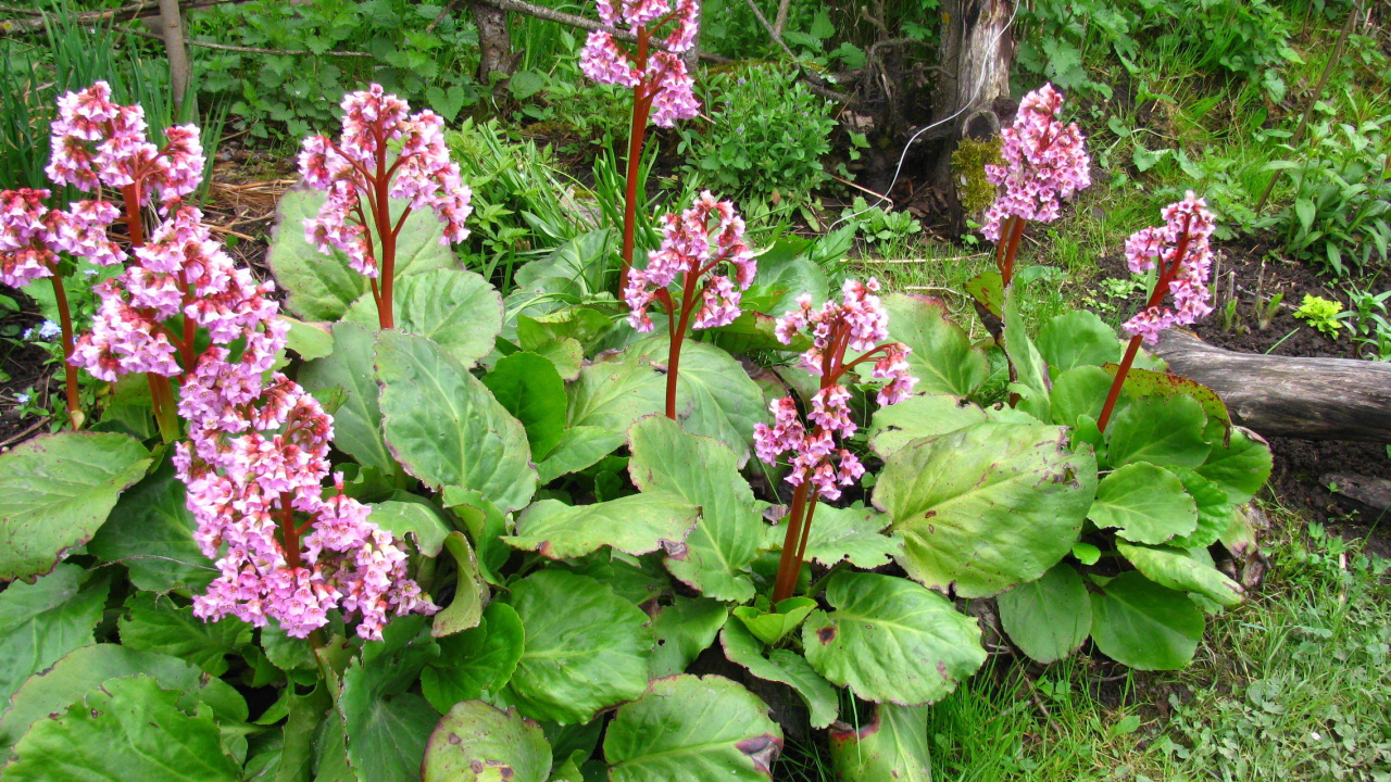 Красивые цветы растения бадан