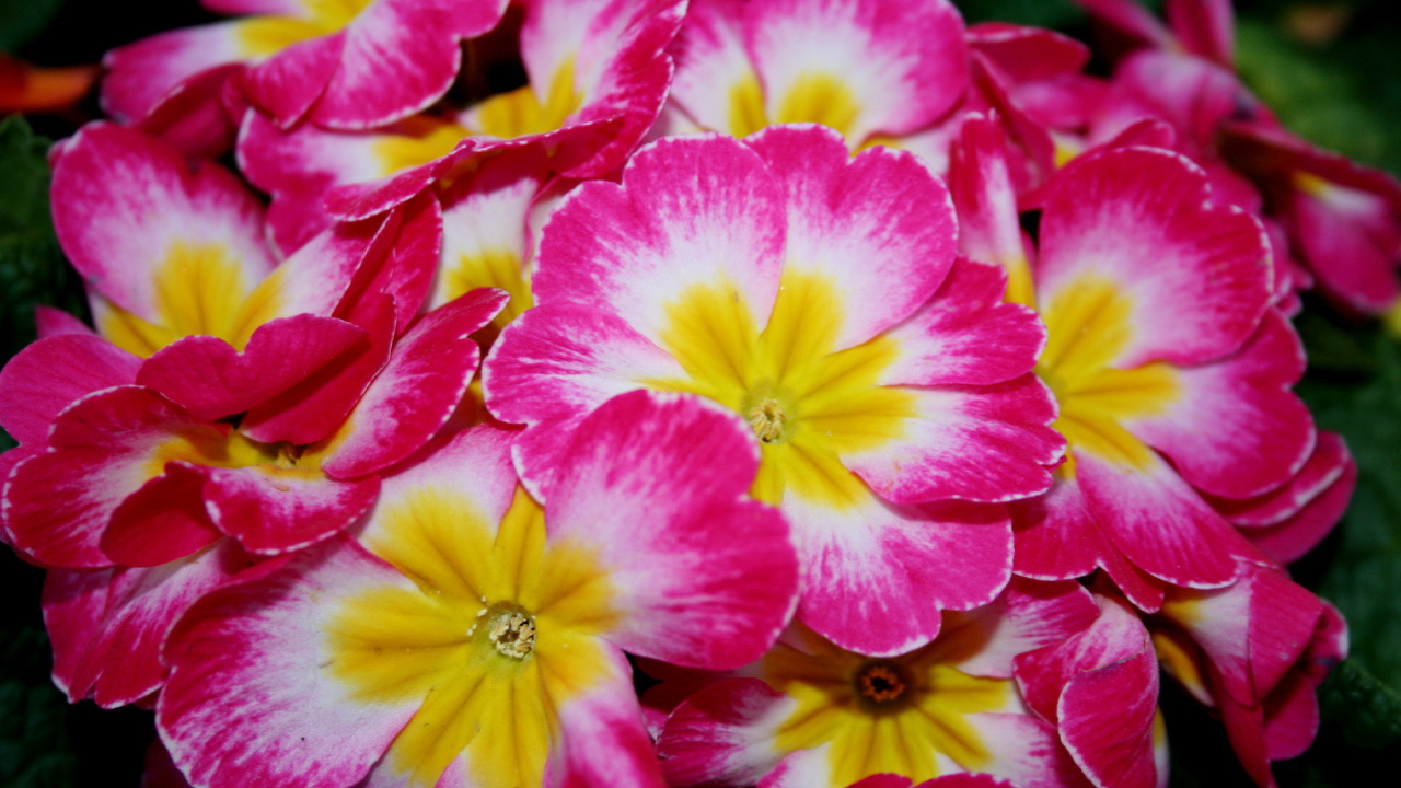 Красивые цветы примула на клумбе в саду