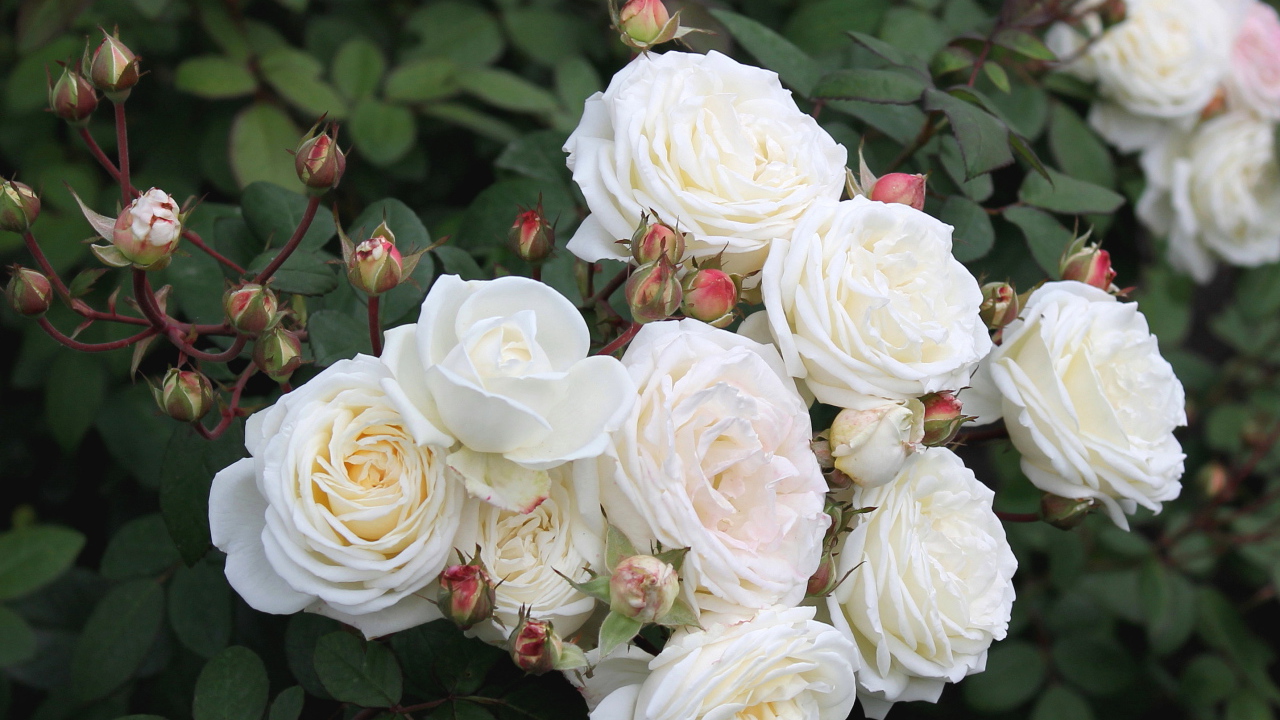 Красивые цветы кустарниковые розы в парке