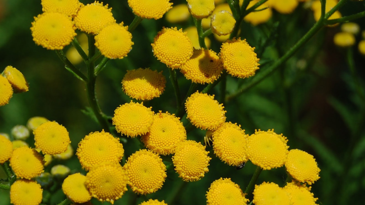 Красивые цветы венидиум (астровые) на поляне