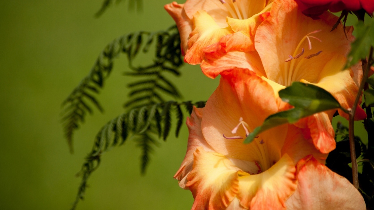 Красивые цветы гладиолус в саду