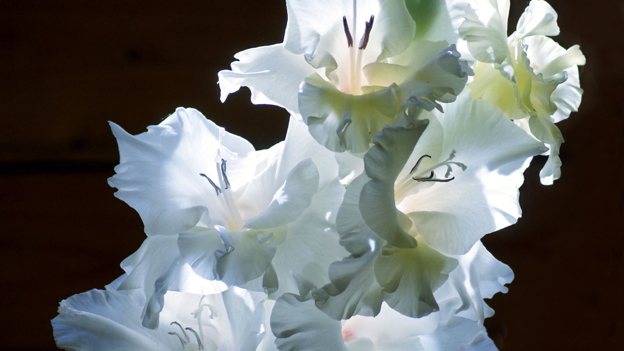 Красивые цветы гладиолус на поляне