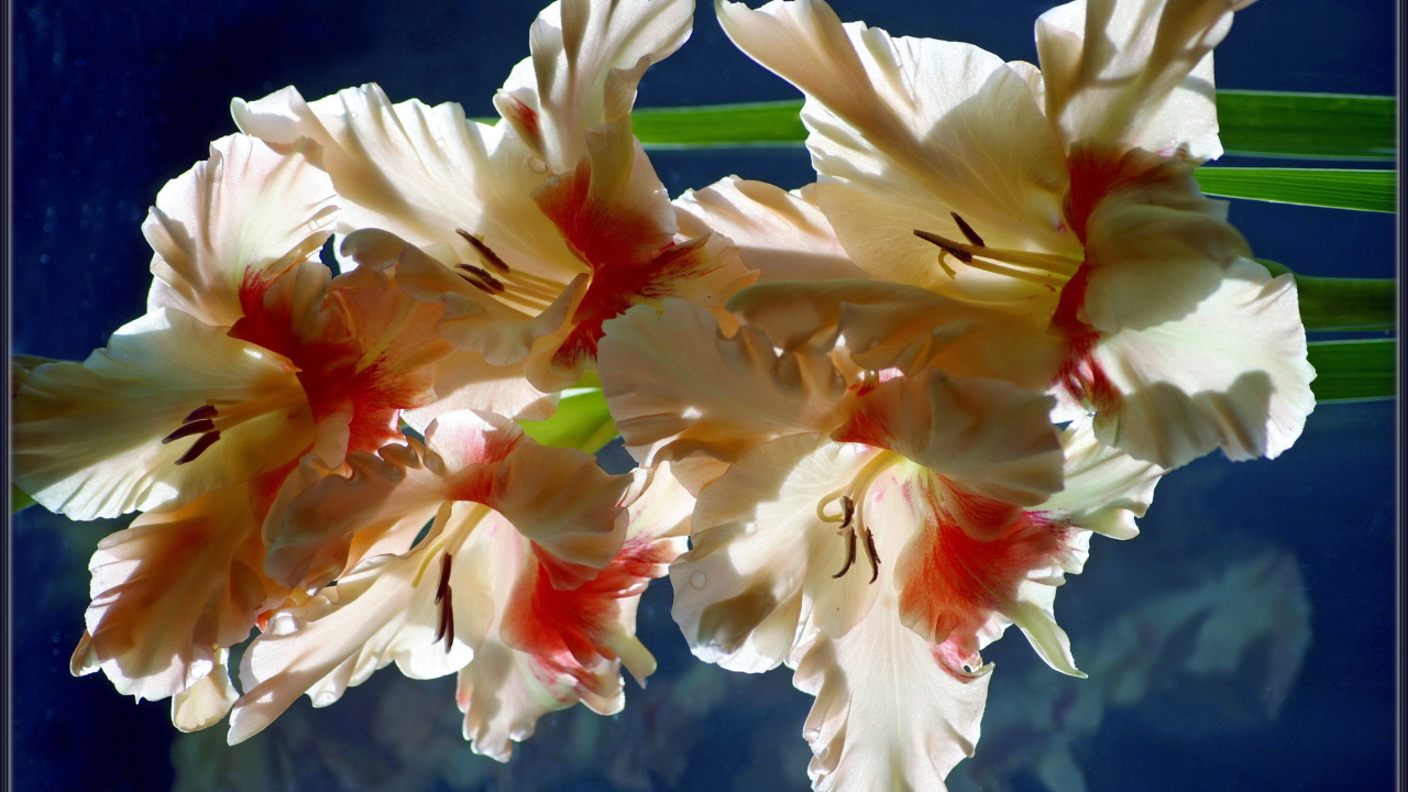 Красивый гладиолус в саду