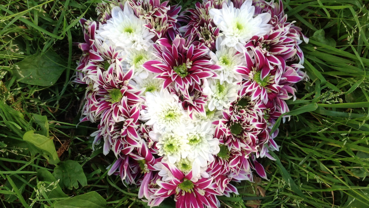 Красивое сердце из цветов хризантема