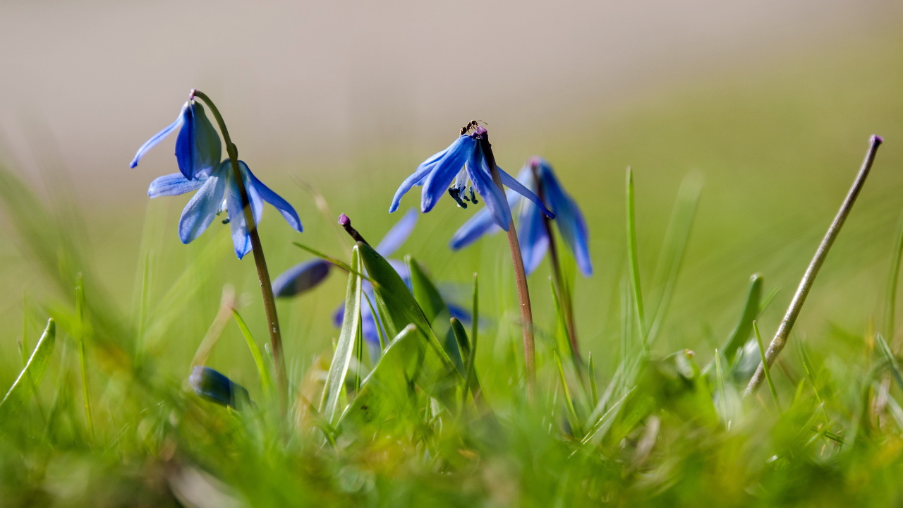 Прекрасные цветы гиацинт на лесной поляне