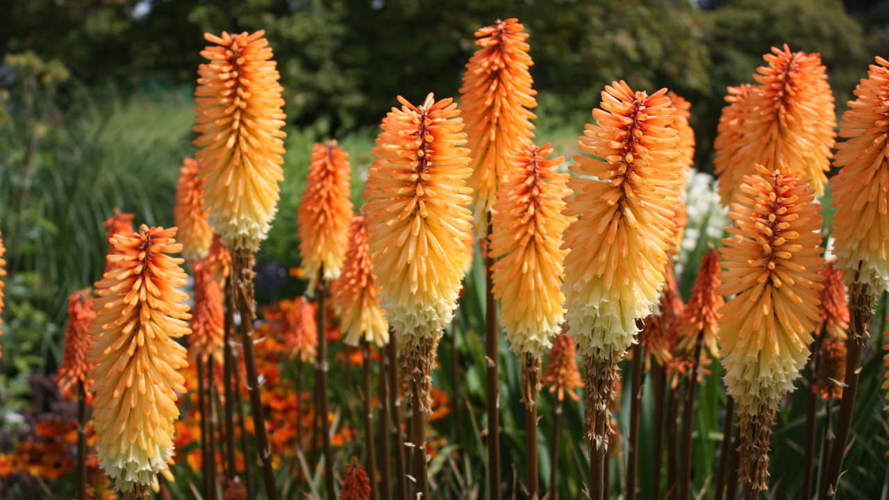 Красивая кникофия на дачном участке