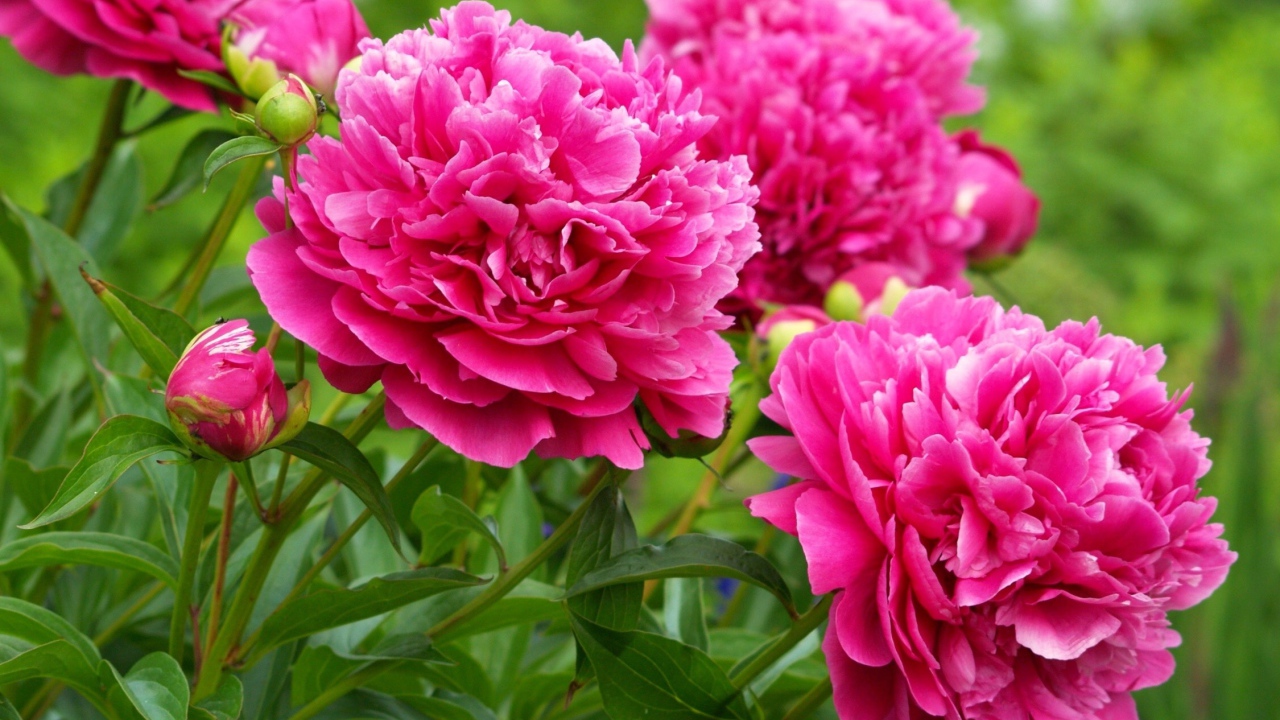 Красивые пионы в лесу