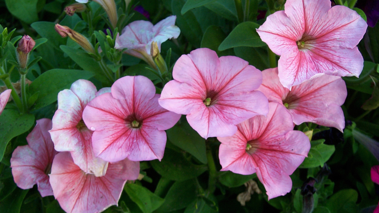 Красивая петуния в саду