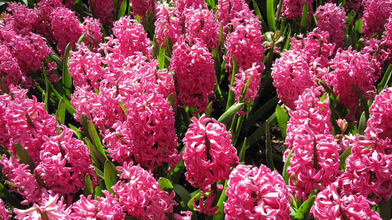 Красивые розовые гиацинты на поляне