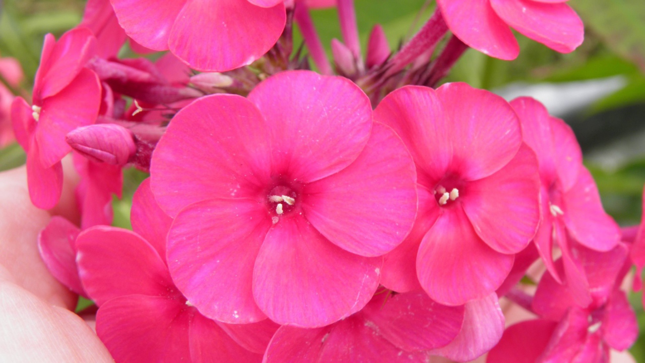 Красивые розовые флоксы на поляне