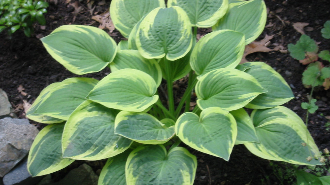 Красивое растение хоста в саду