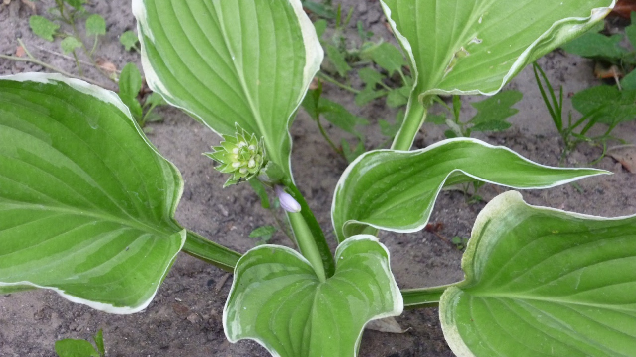 Красивое растение хоста на поляне