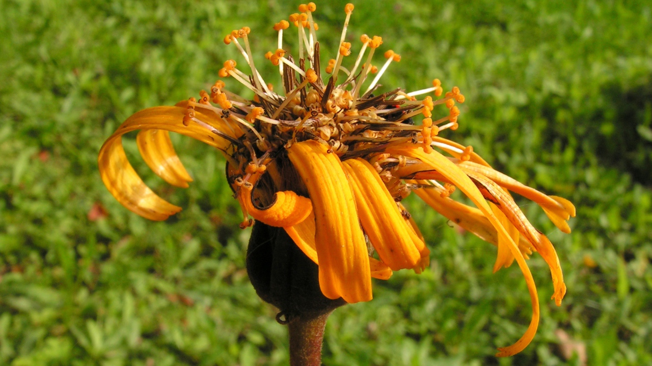 Красивое растение бузульник на поляне