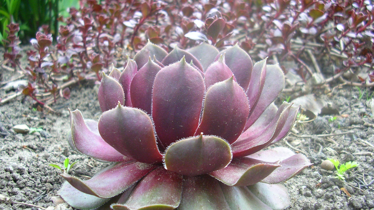 Красивое растение молодило на поляне