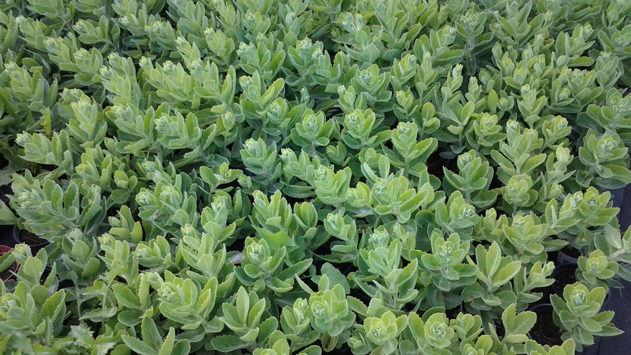 Красивое растение седум в парке