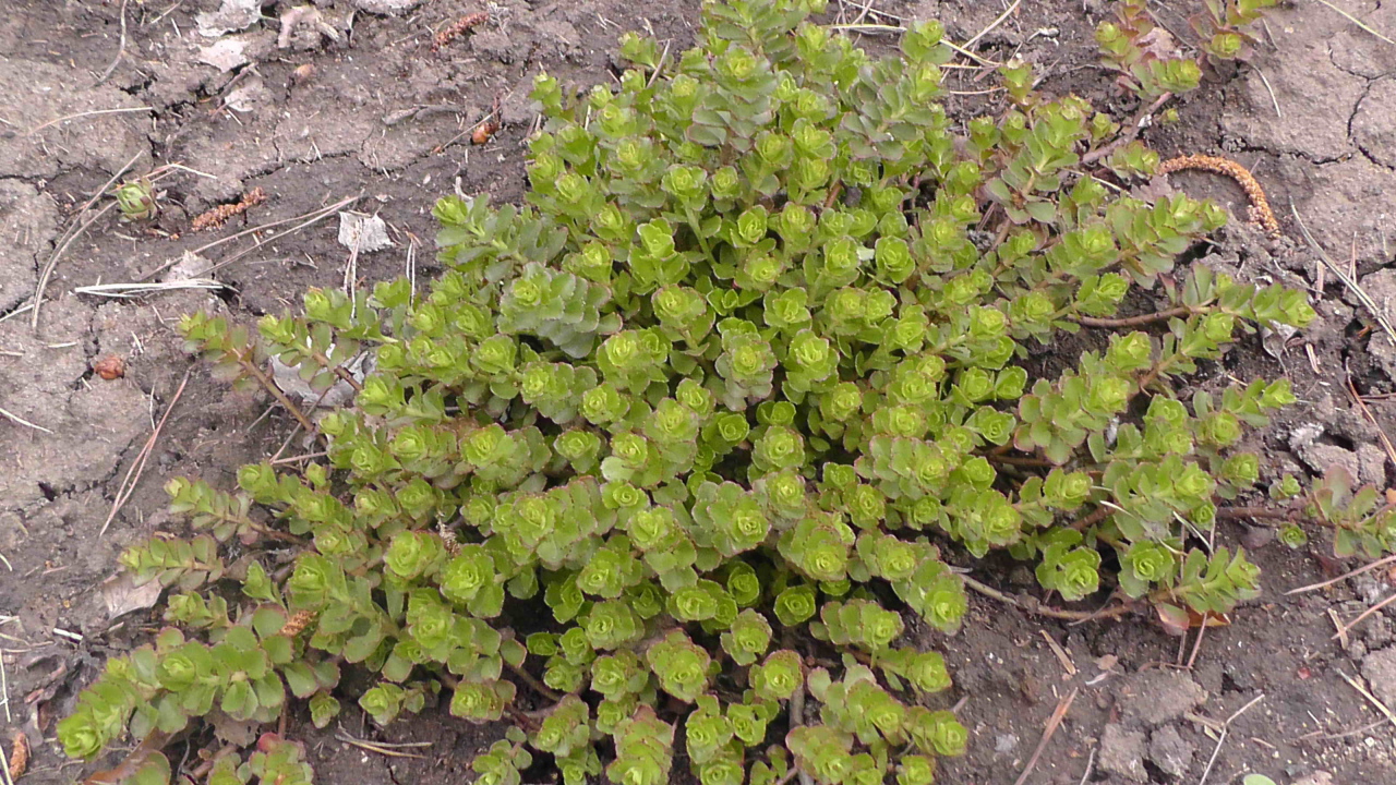 Красивое растение седум на дачном участке