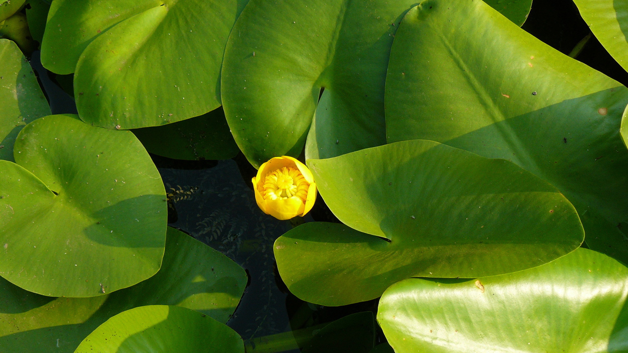 Красивое растение желтая кубышка