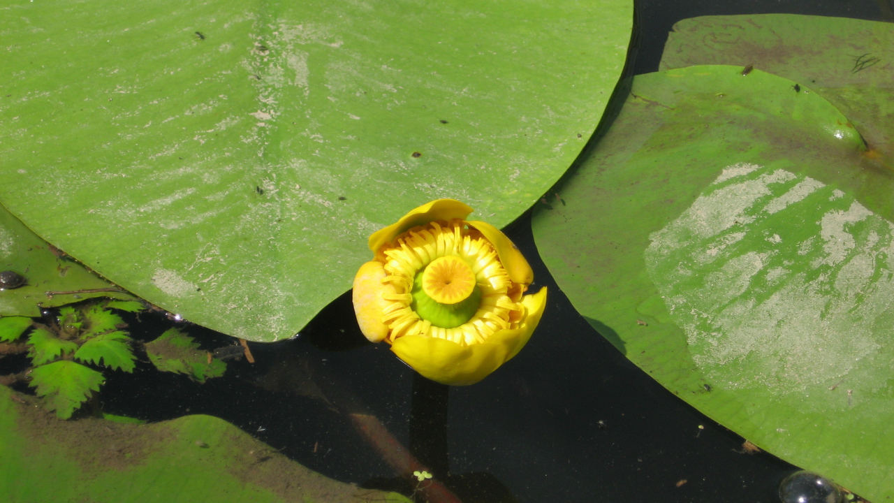 Красивое растение желтая кубышка на воде