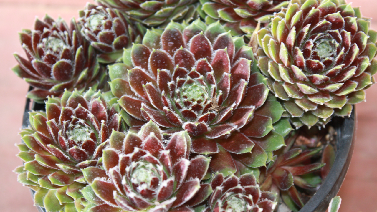 Красивое растение молодило в горшке