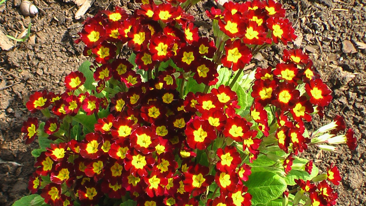 Красивая примула в саду