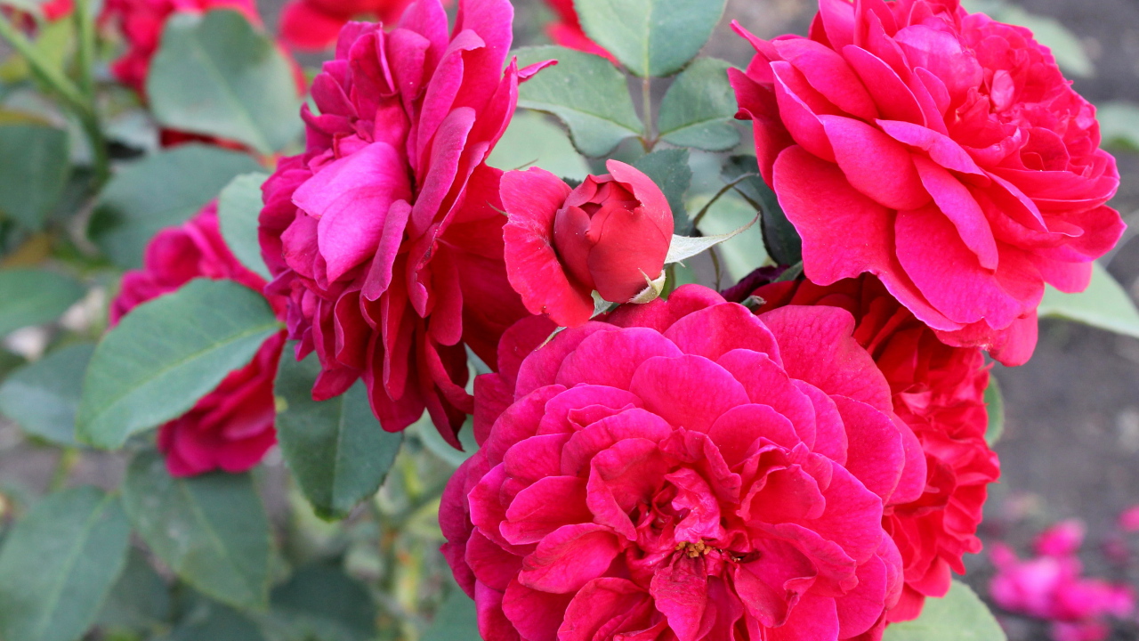 Красивая роза кустарниковая в саду