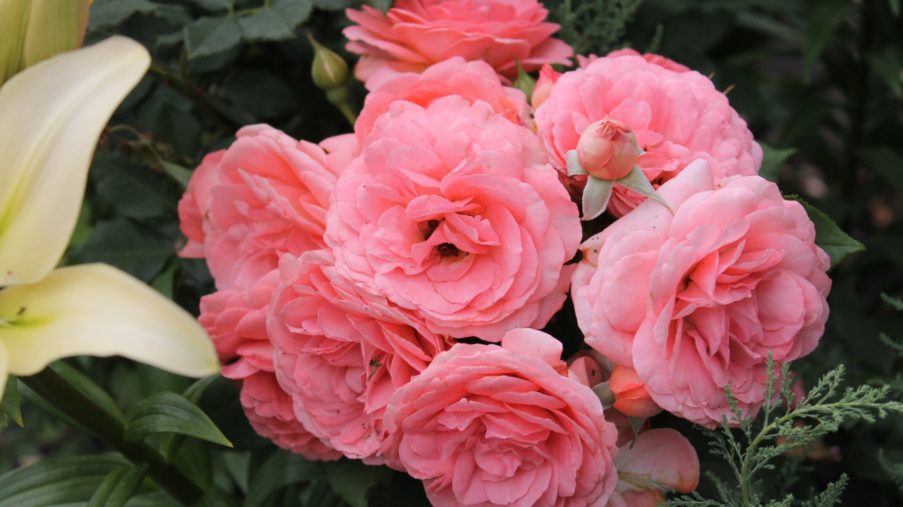 Красивая роза кустарниковая на дачном участке