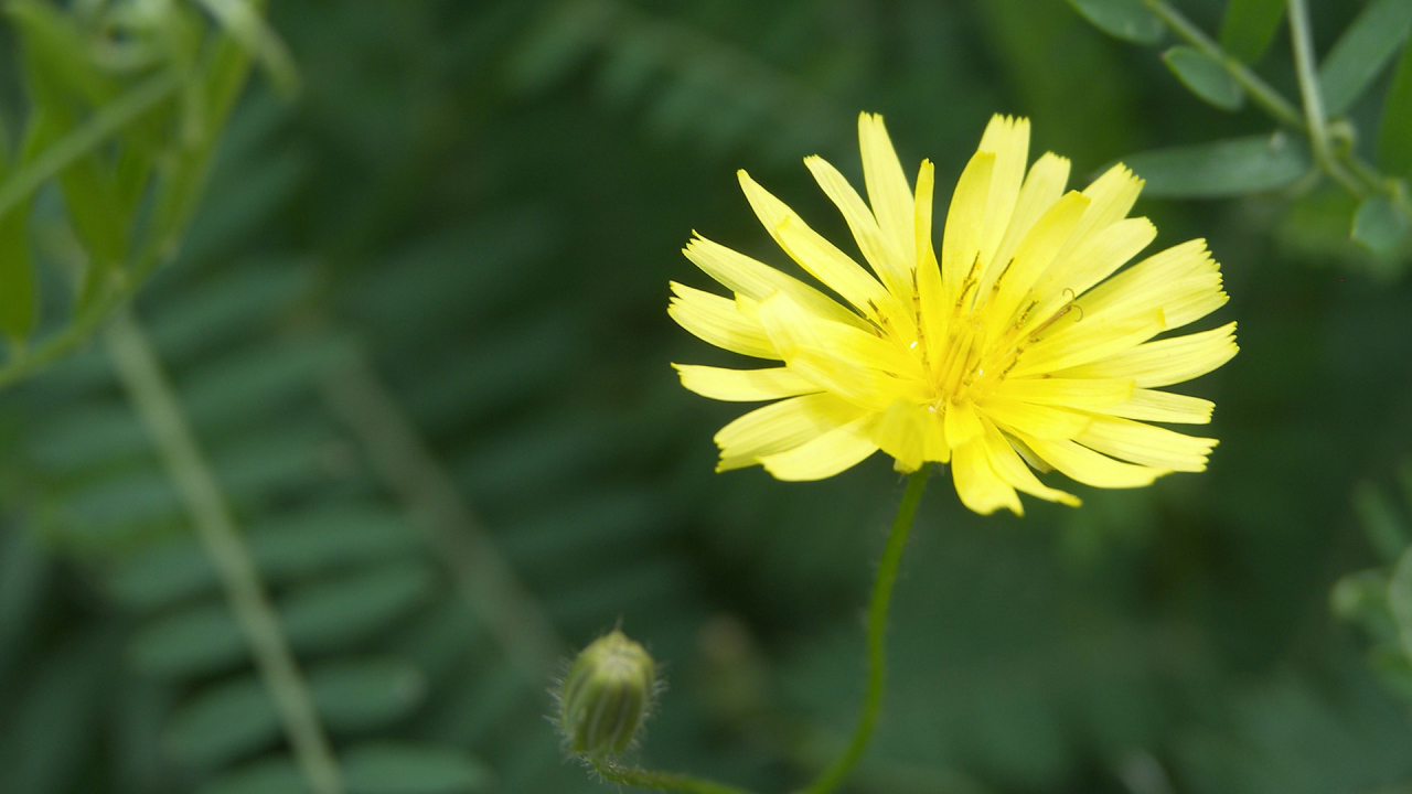 Красивый козлобородник (большой одуванчик) в саду