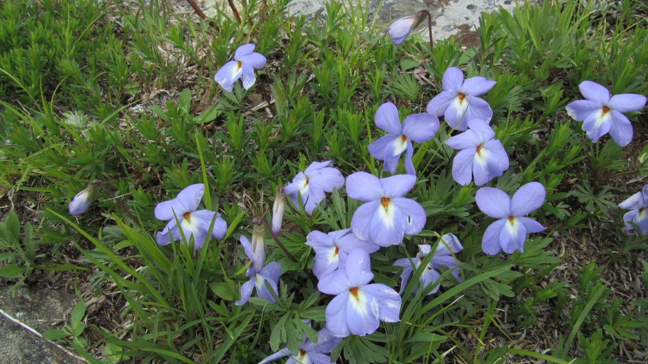 Красивые весенние виолы (фиалки, анютины глазки) на лужайке