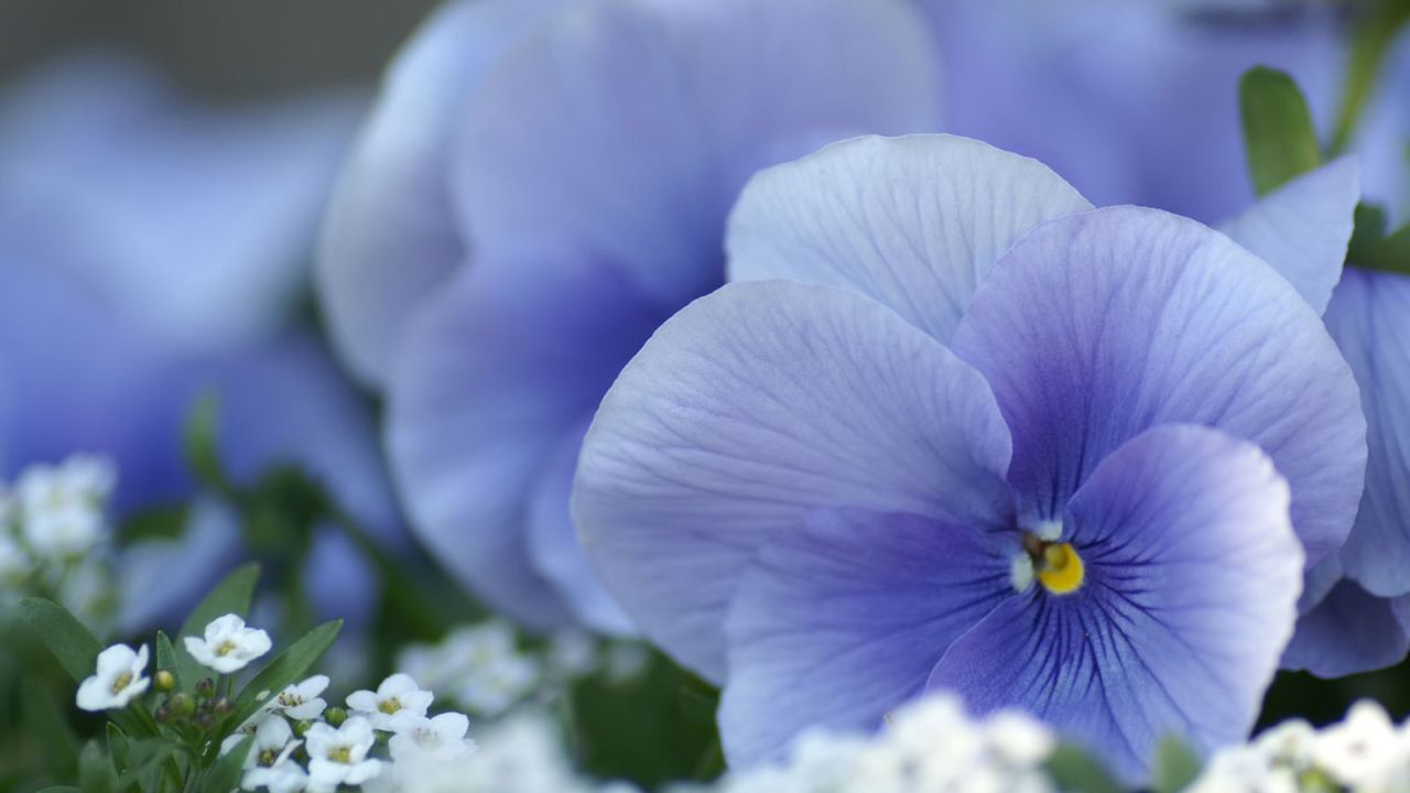 Красивые весенние виолы (фиалки, анютины глазки) 