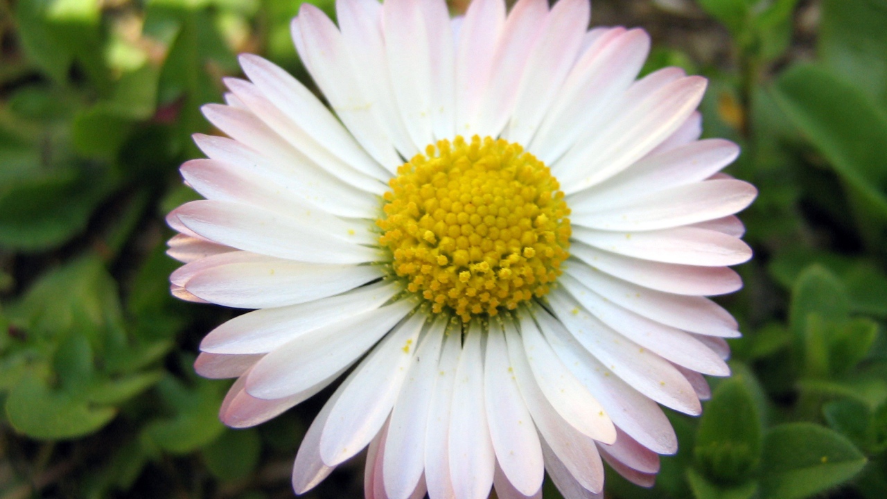 Красивые весенние маргаритки