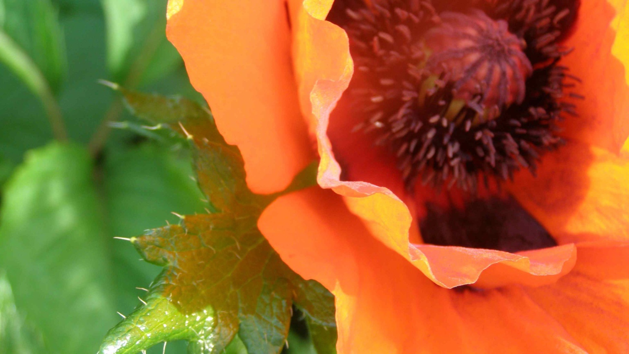 Красивый весенний цветок мак