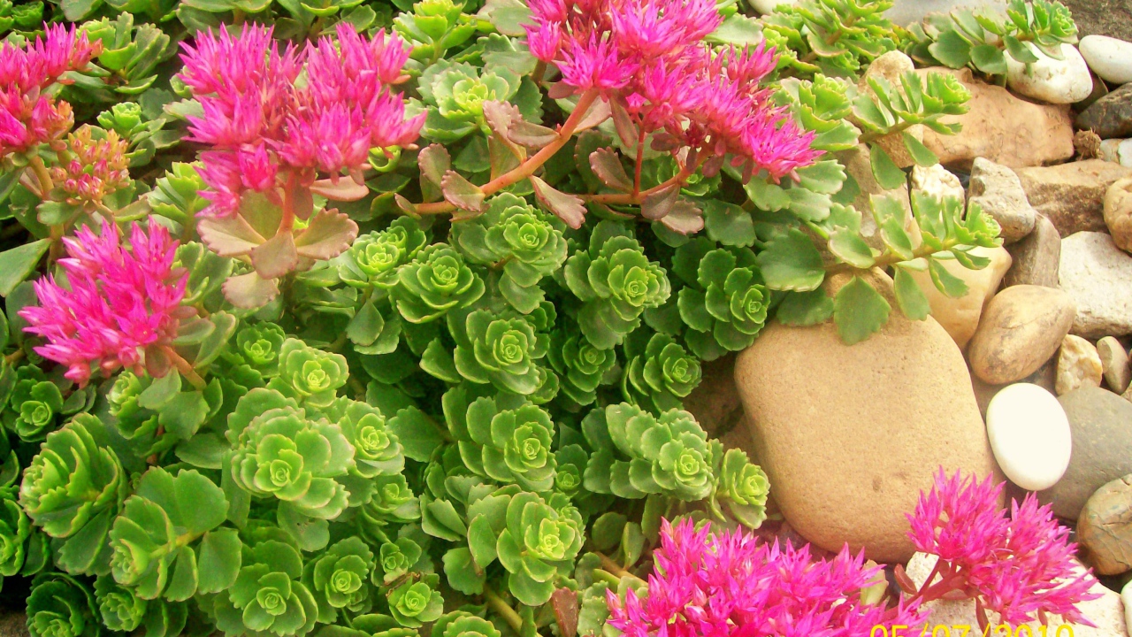 Красивая армерия в саду