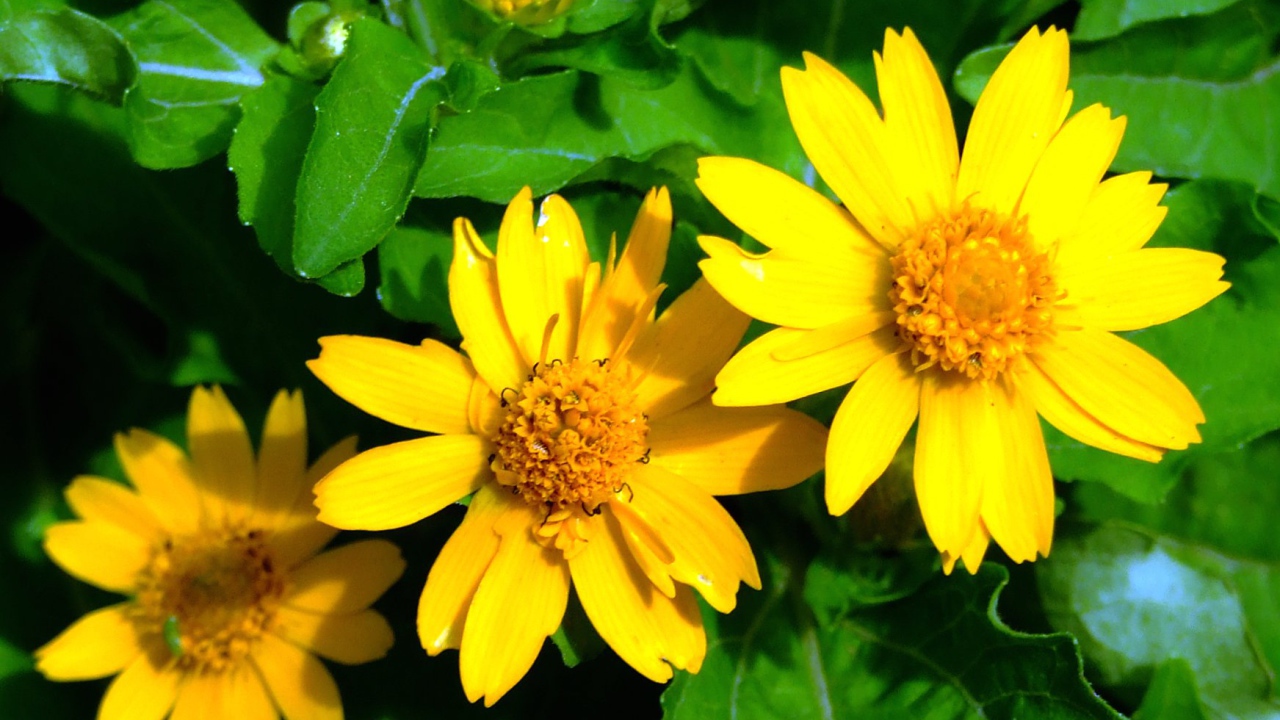 Красивая венидиум (астровые) в саду