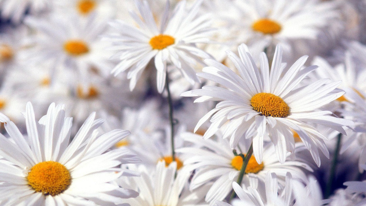 Красивые белые цветы