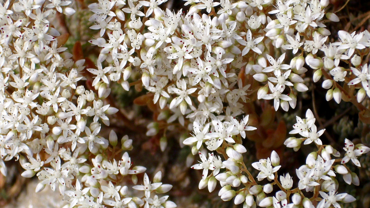 Красивые белые цветы резухи