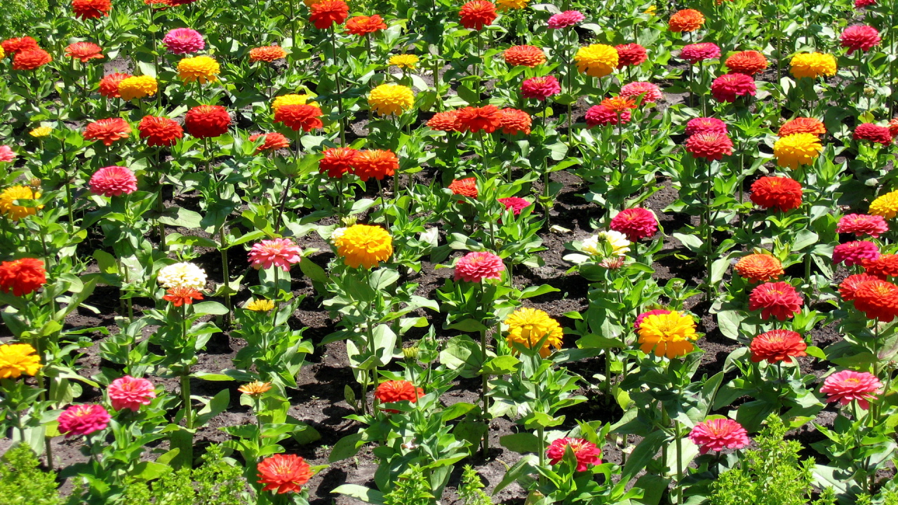 Красивая цинния (циния) на дачном участке