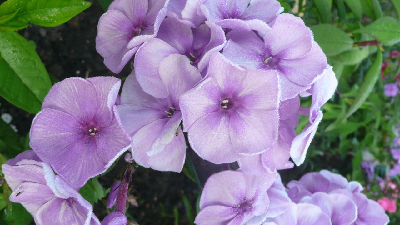 За домом красивые цветы флокс