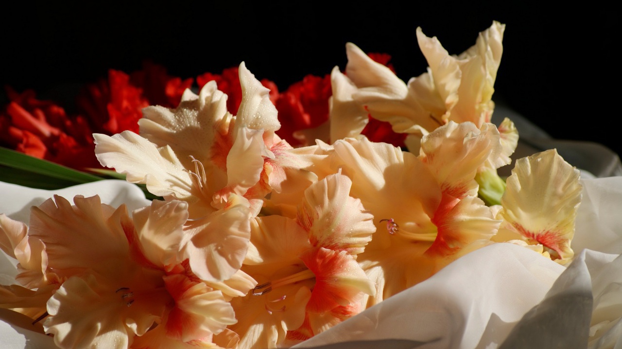 Бежевые цветы гладиолуса