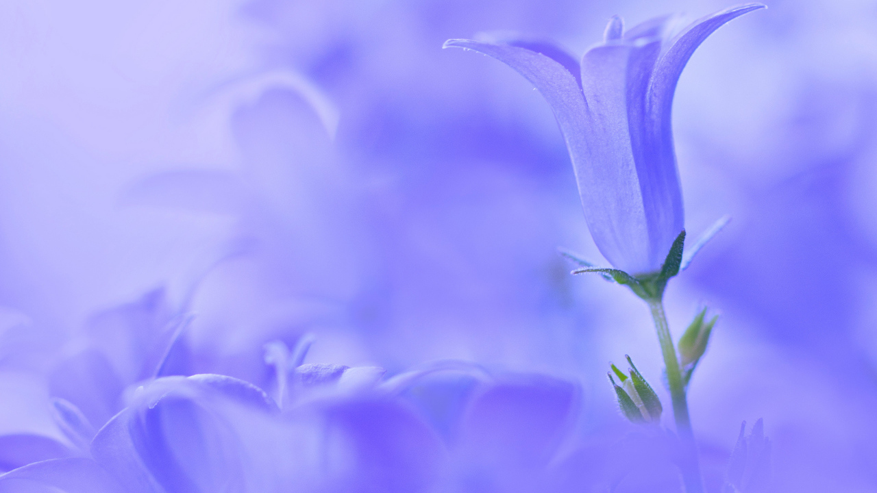 Колокольчик на голубом фоне