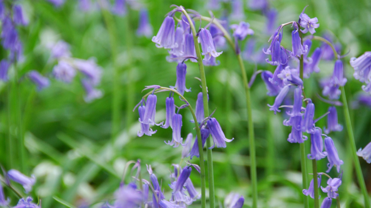 Колокольчики на лугу